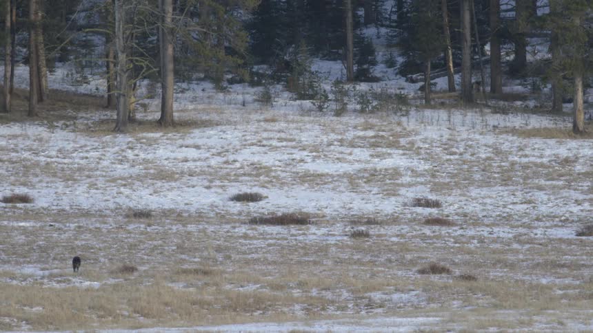 A lone black wolf walks across a snowy open meadow at the edge of a forest