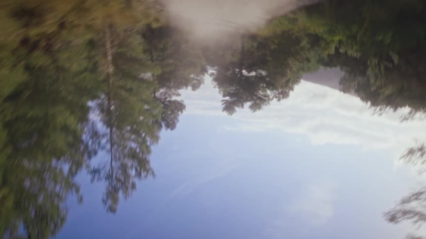 Camera moves through a sunlit pine forest with tall trees swaying in the breeze