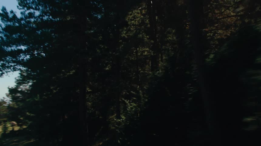 A road winds through the forest with trees lining both sides on a sunny day