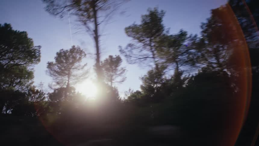 Driving past a forest at dusk