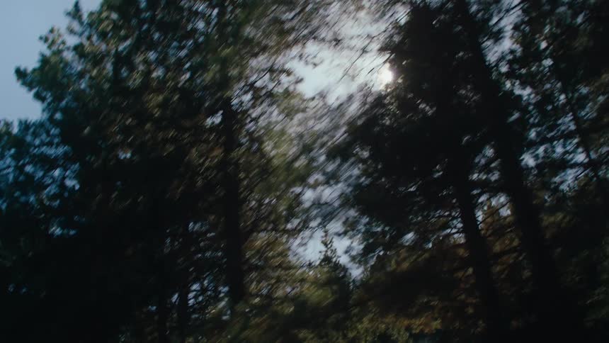 Bright ray of sunlight and blue sky peak through passing silhouetted tree tops overhead