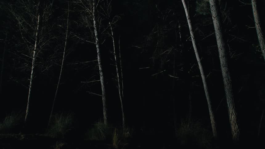 A collection of tall bare trees with thin trunks stands prominently in a dark forest illuminated by a faint light