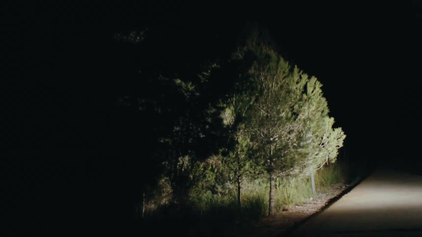 Automotive lights briefly shine revealing trees lining the side of a freeway at night