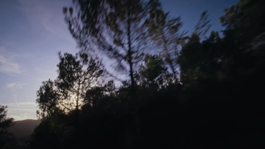A winding road curves through a forested area with tall trees as the sun sets behind the hills casting a warm glow and long shadows