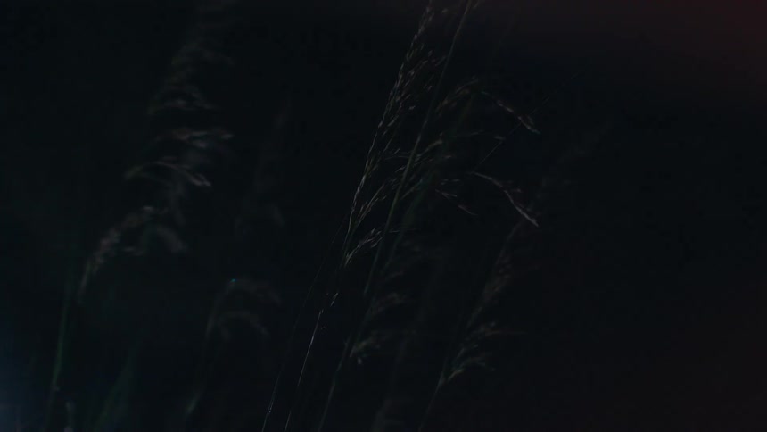 Automotive lighting briefly reveals the grass and trees in the forest at night