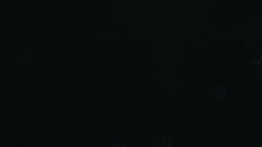 A flashlight shines in the dark forest