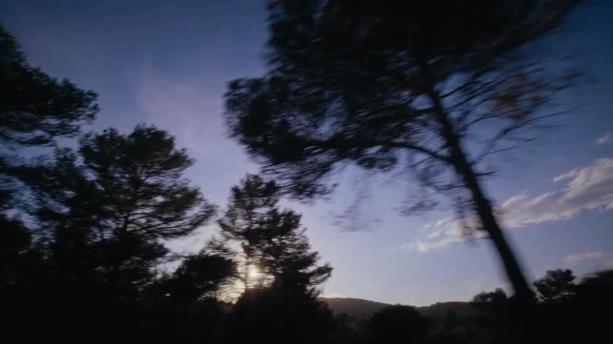Road surrounded by trees and the sunrise on the horizon