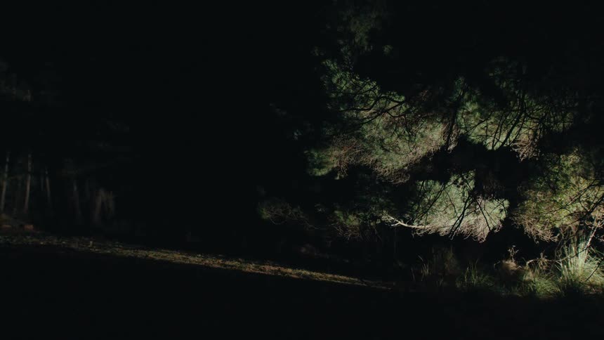 Artificial light illuminating a forest at night