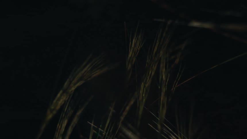 The wind blows the reeds at night