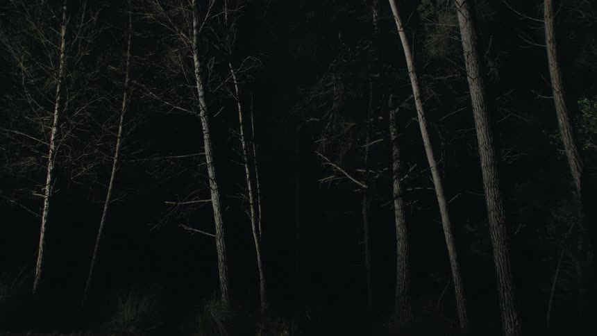 Flashing lights on trees in a forest area at night