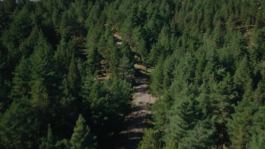 An aerial view of a black car driving along a dirt road through a dense green forest