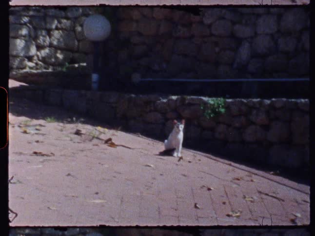 Cat sits on a slanted walkway outdoors in the middle of the day