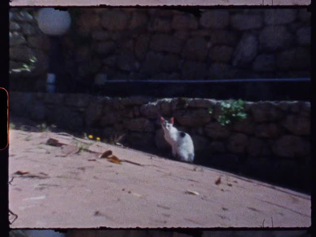 A black and white cat sits on a paved surface next to a stone wall looking up towards the viewer on a sunny day