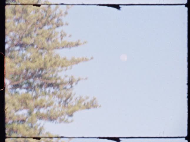 A blue sky with the distant moon in the background and a pine tree on the left side
