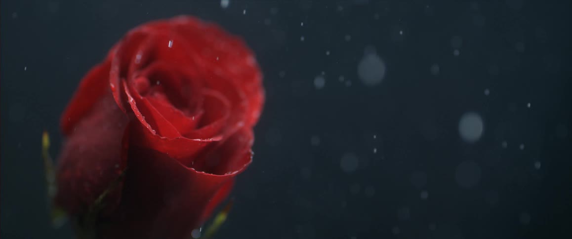 Water falling on a rose