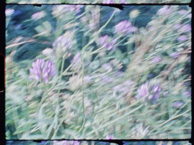 The flowers in the garden in the wind