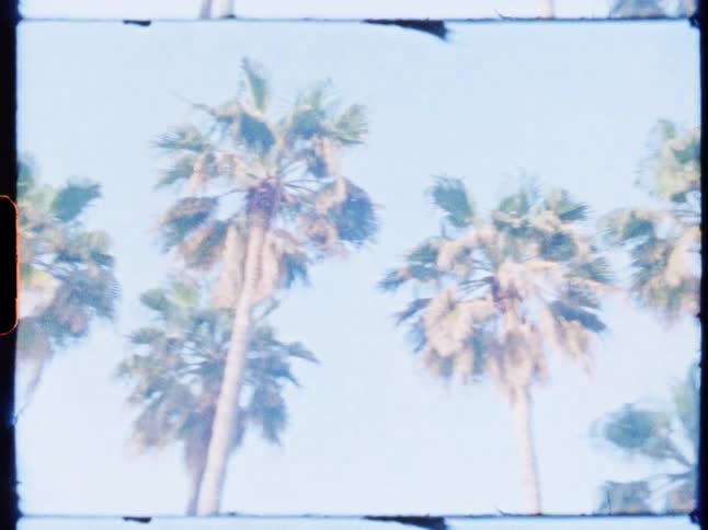 Tall palm trees stand under a pale blue sky on a sunny day