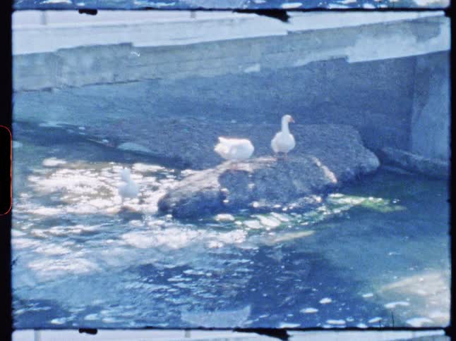 Two ducks are sitting on rocks under the bridge