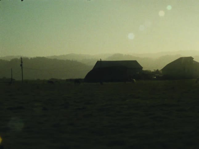 Cows are on the pasture of the farm on a foggy morning
