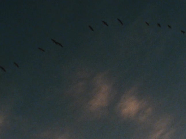 The birds fly across the cloudy sky