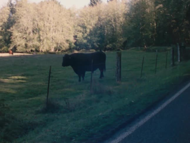 A black cow stands in a grassland on a sunny day