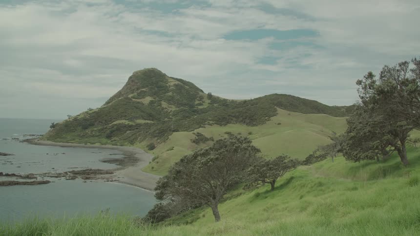 Slanting trees grow on a grass covered slope near the beach on a cloudy summer day