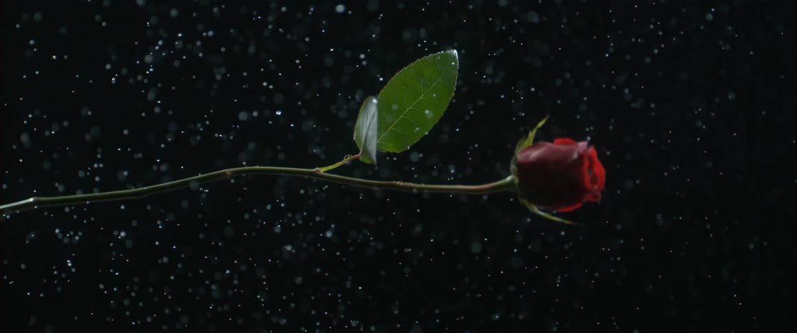 Single red rose falls in slow motion