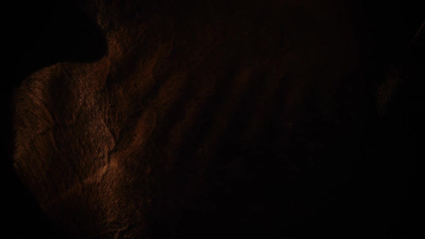 The horse is standing in the dark