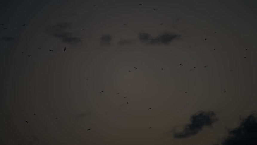 The sky is full of flying birds