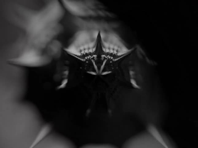 Abstract spiny sphere