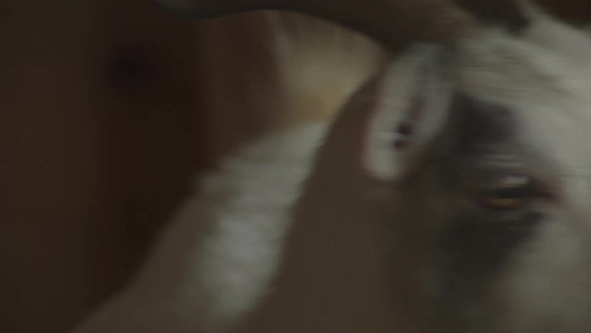 The white goat is looking around