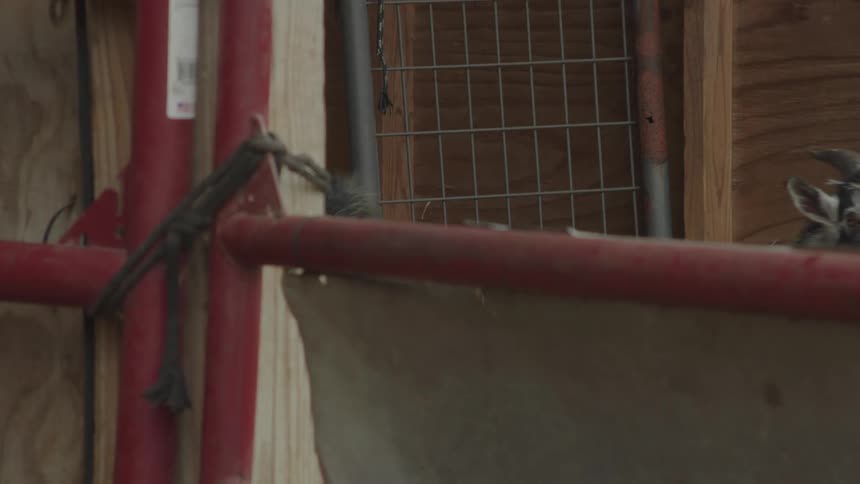 One goat goes through a door while another stands near it
