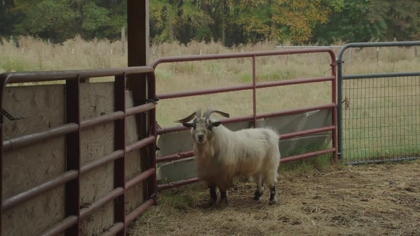 Shaggy goat stands near the fence in a paddock on an autumn day