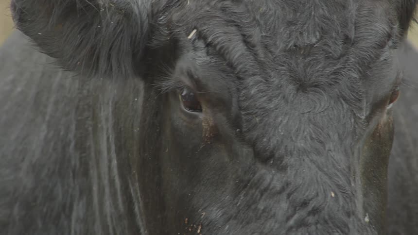 A black cows head is very close up as it stares into the camera and blinks