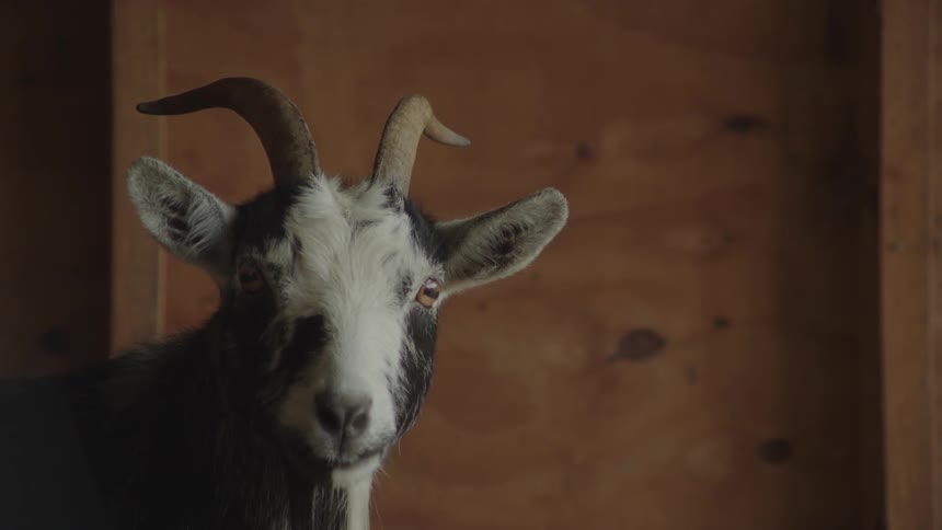 The goat turns its head in the shed