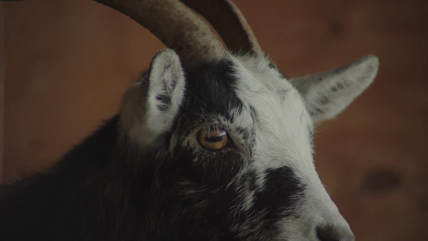 A close up of a goat