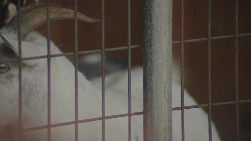 A white goat with small horns is seen looking through the metal bars of a cage or enclosure