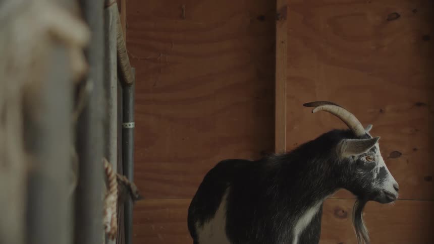 A goat chews while inside
