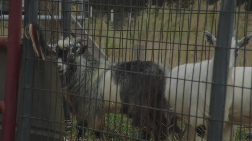 A couple goats in a pen