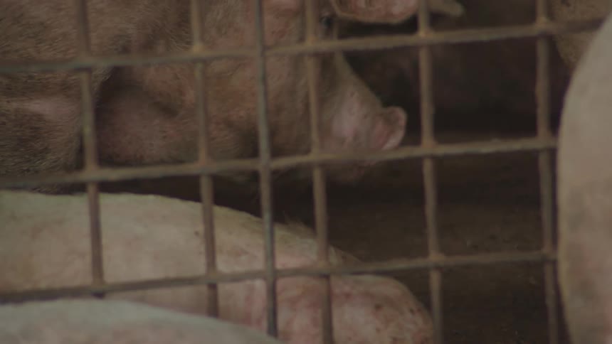 The pigs walk around in the small cage