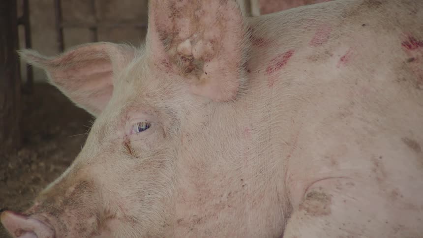 A pig lays down in a cage and flips one of his ears up and down