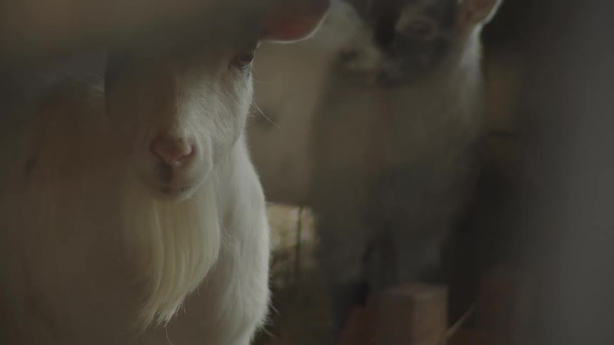 Two goats look at each other in the cage