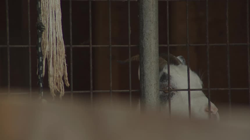 A small goat peeks over a wooden barrier through metal bars with part of its face visible beside a vertical metal post and some white frayed rope hanging on the left