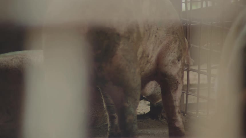 Farm pigs in a corral eating grains off the ground
