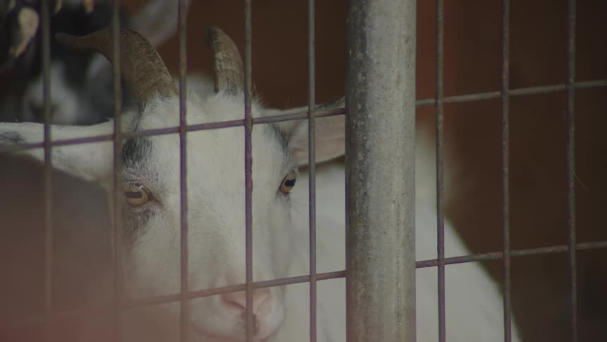 The goat peers out of the cage