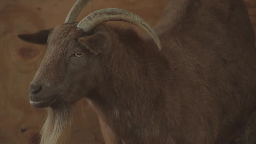 A brown goat with curved horns looks at the camera inside a wooden pen