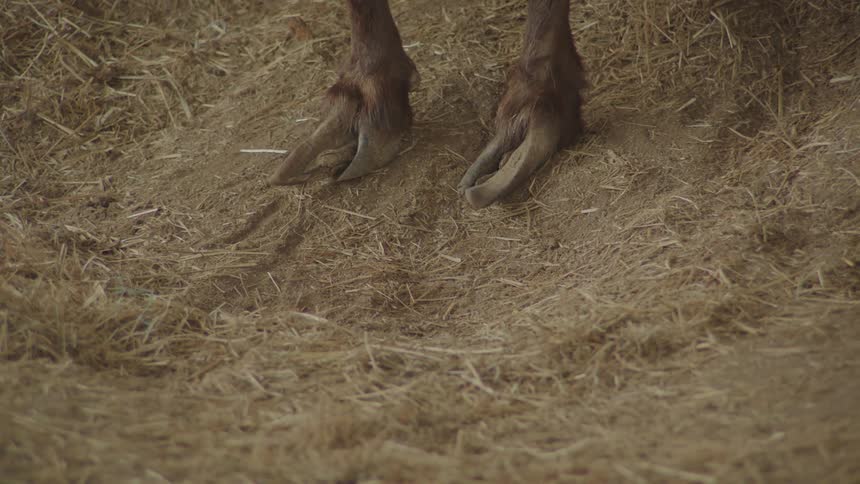 Close up of a farm animals front legs with overgrown hooves