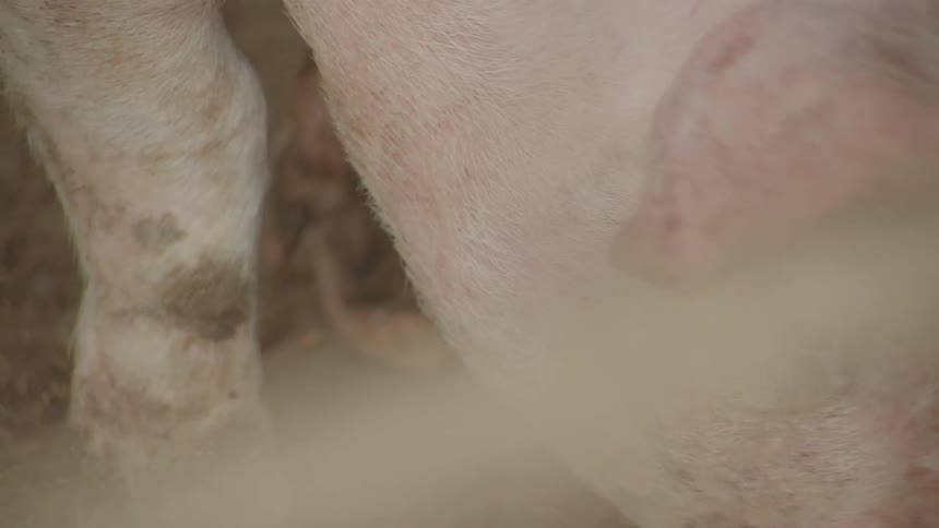 A pig eating from the floor in a pen house at midday