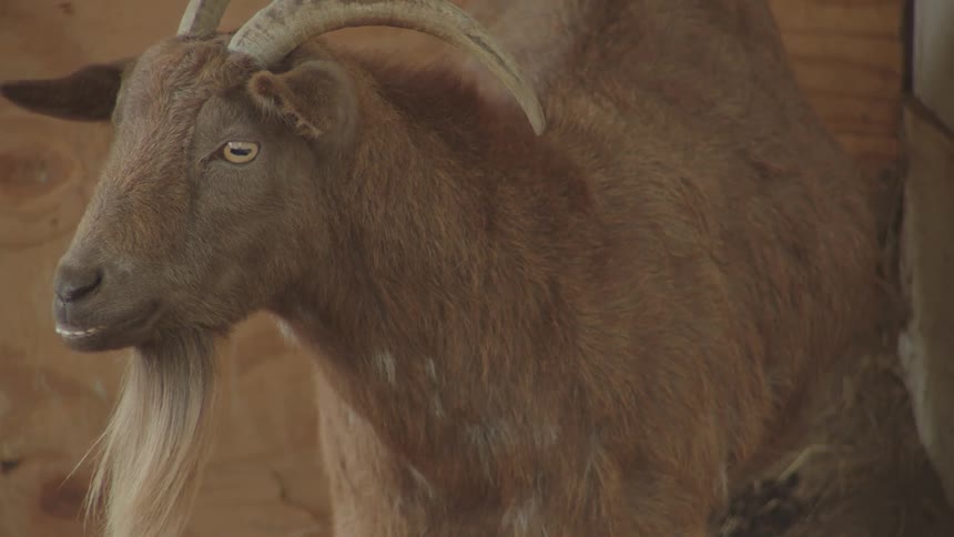 Close up of a brown buck standing in an enclosure