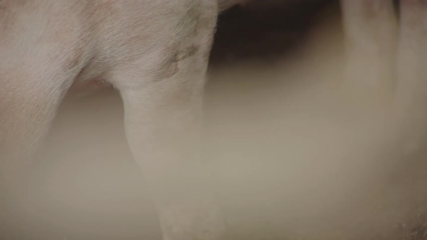 The pig is eating and walking
